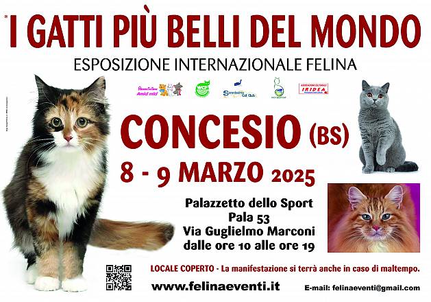 I gatti piu' belli del mondo - esposizione internazionale felina